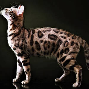 锈斑豹猫