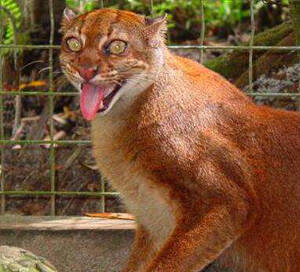 婆罗洲金猫