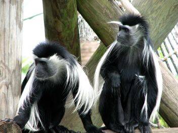 安哥拉疣猴