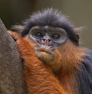 西非红疣猴