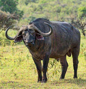 非洲野水牛