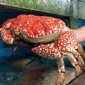 巨大拟滨蟹