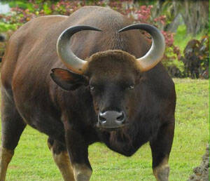柬埔寨野牛