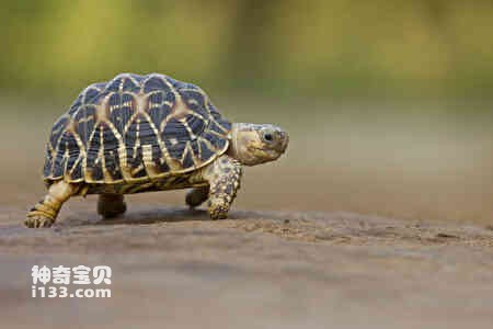 乌龟的详细资料及生活习性