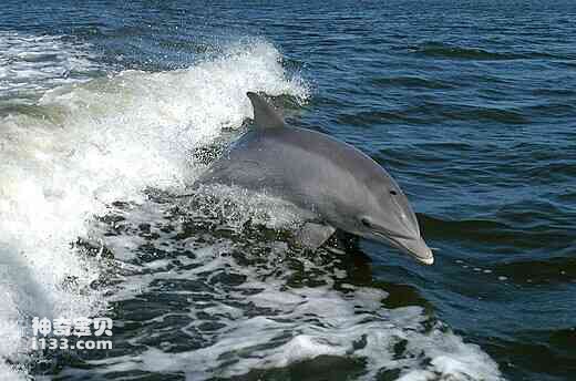 海豚的详细资料及生活习性