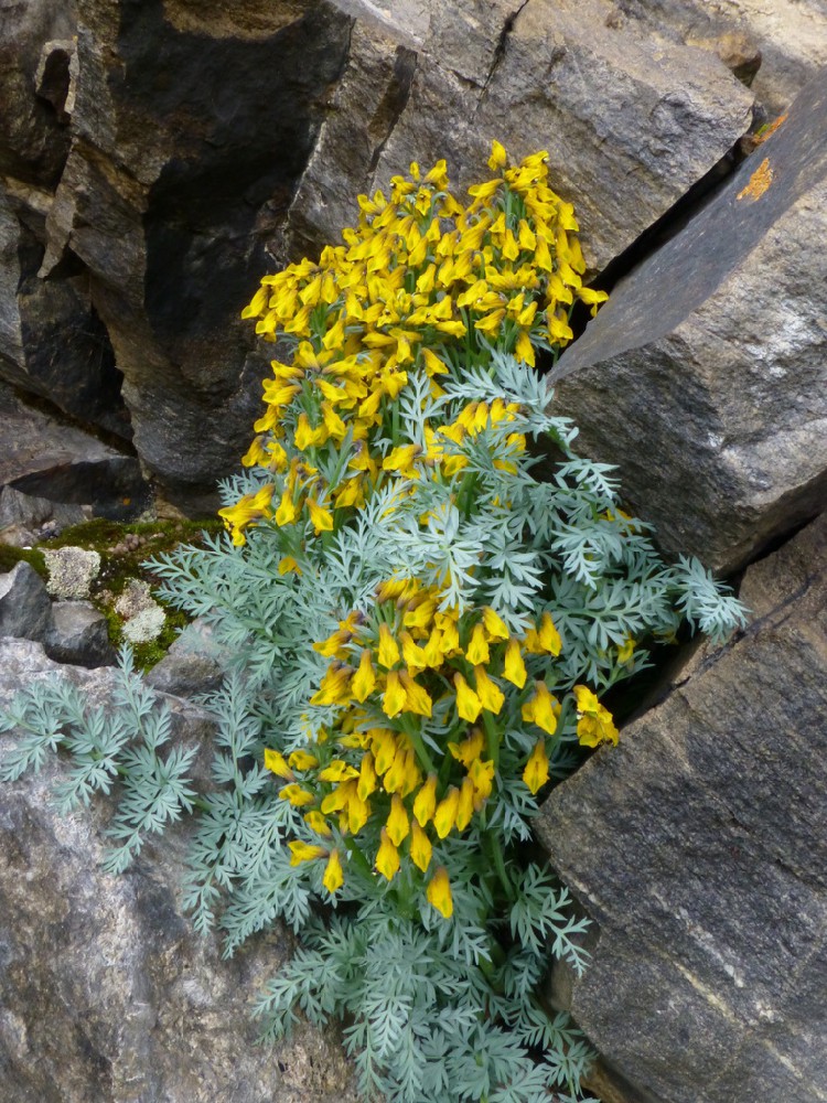 细叶黄堇（Corydalis meifolia）：藏地高原上的幽雅精灵