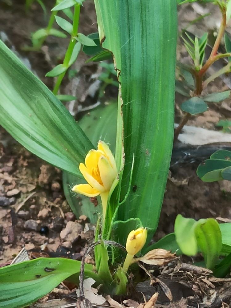 仙茅：根藏火种，草生奇力的补阳奇珍