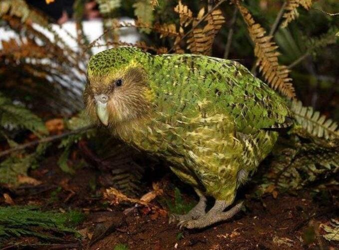 鸮鹦鹉（Kākāpō）