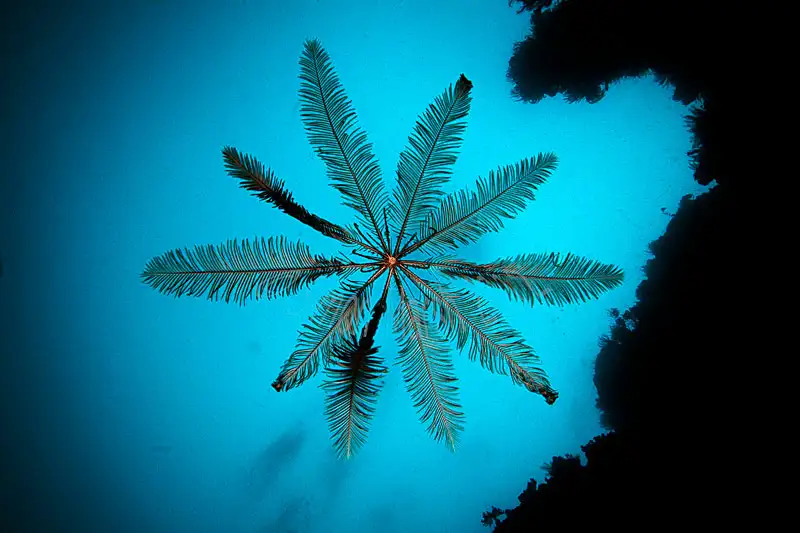 海百合类（羽星/海百合·总述）