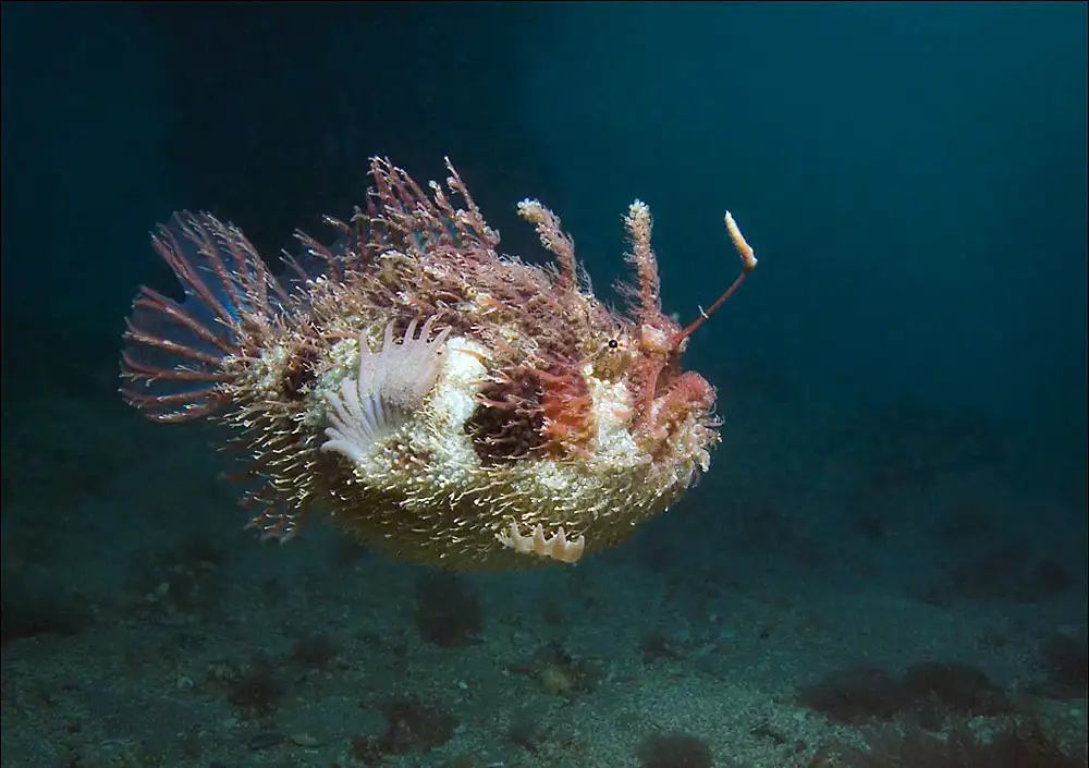 日鮟鱇 / 黄鮟鱇