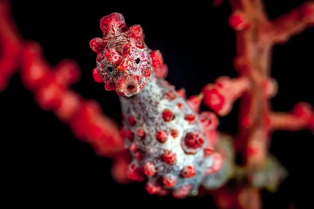 侏儒海马（Pygmy seahorse｜类群总述）