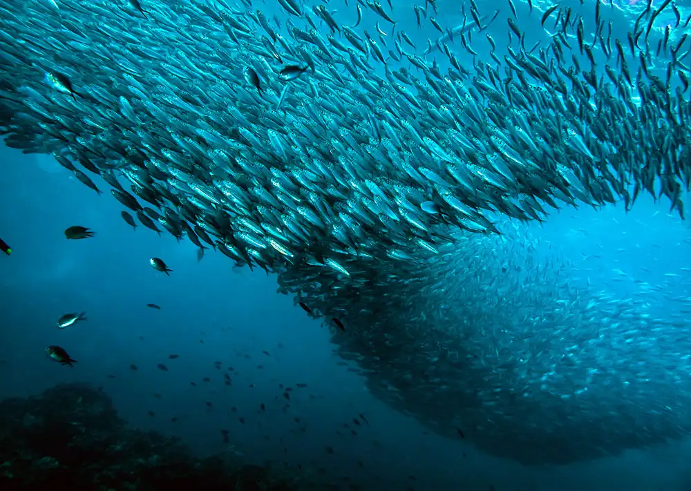 沙丁鱼（Sardine｜类群总述）