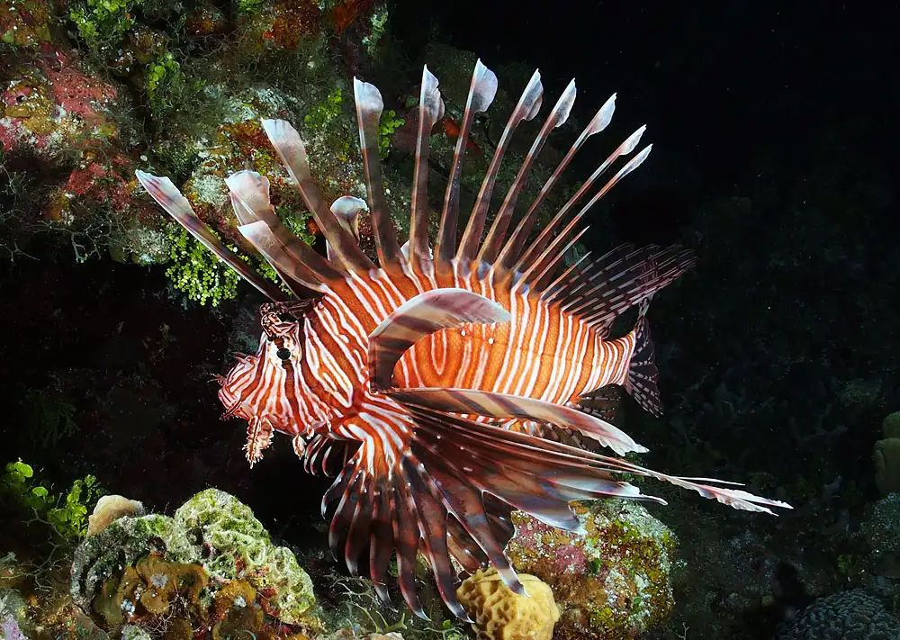 红狮子鱼（Pterois volitans）