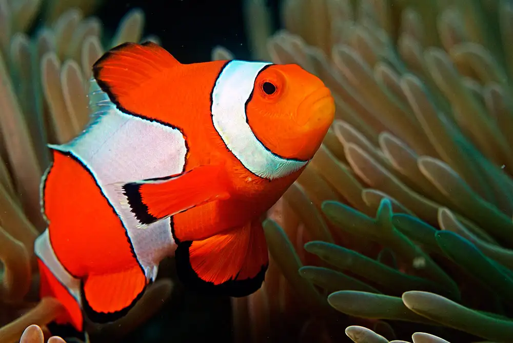 小丑鱼亚科（Amphiprioninae｜类群总述）